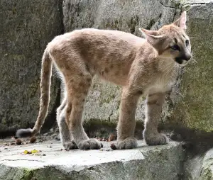 Puma Tenisky Dámské