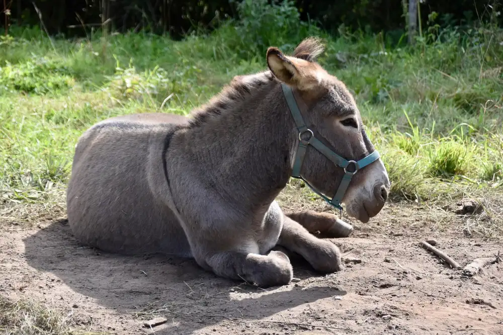 Softshellová Bunda Dětská
