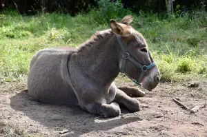 Softshellová Bunda Dětská